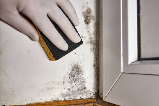 Best Biohazard Mold Removal  in Bridgewater Center, NJ